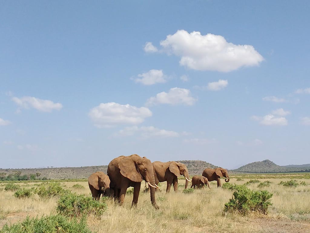 Samburu