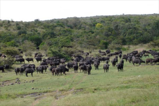 laikipia national park safari