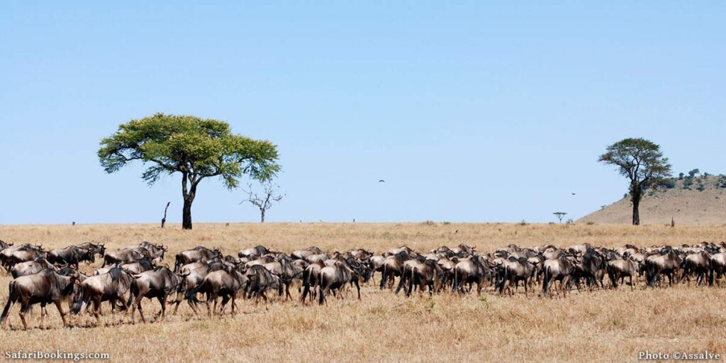 African safari serengeti