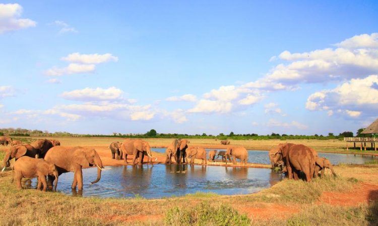 tsavo east safaris