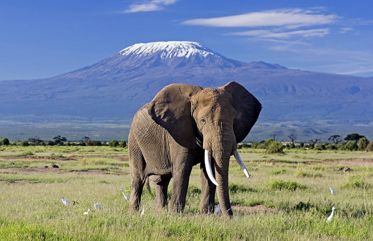 Amboseli Elephant