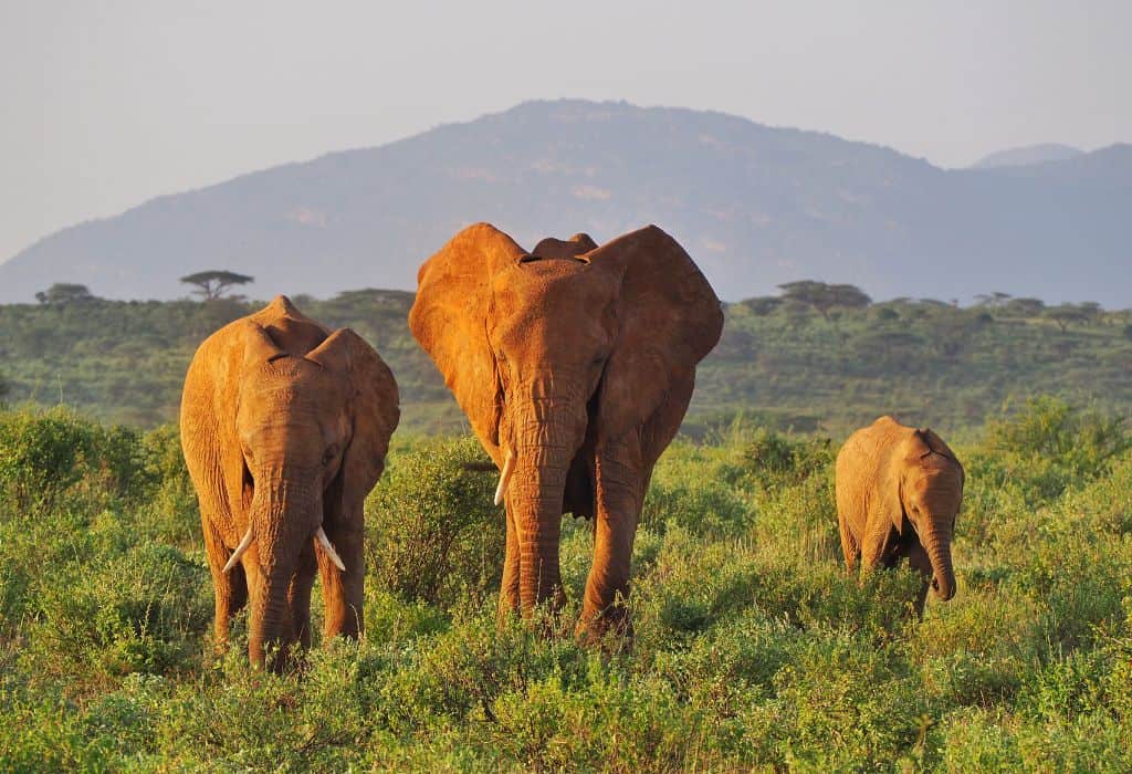 Samburu National Reserve