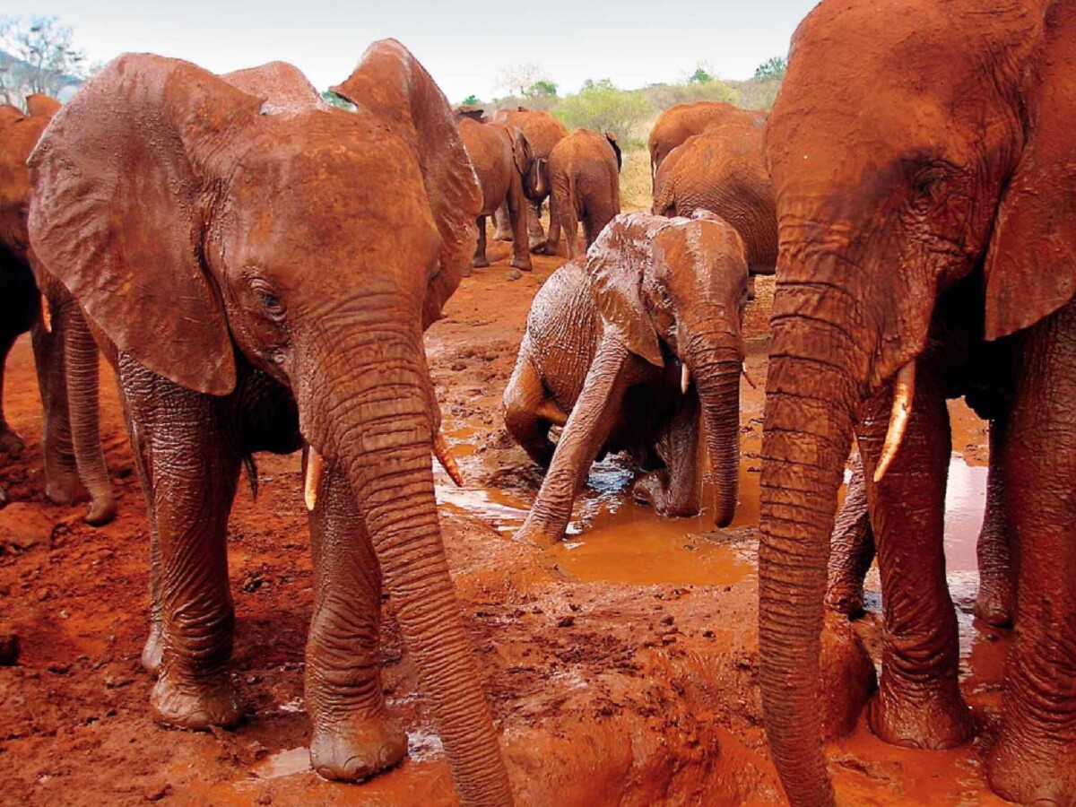Tsavo red elephants
